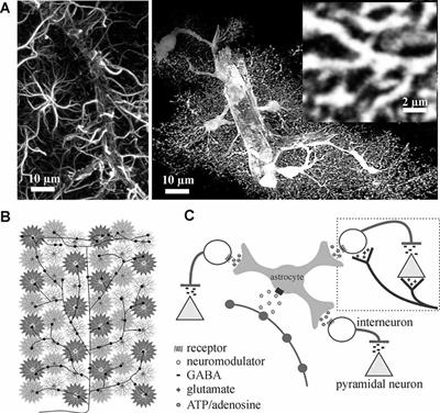 Astrocytes—The Ultimate Effectors of Long-Range Neuromodulatory Networks?